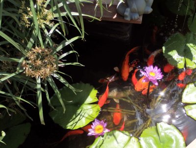 fish_pond