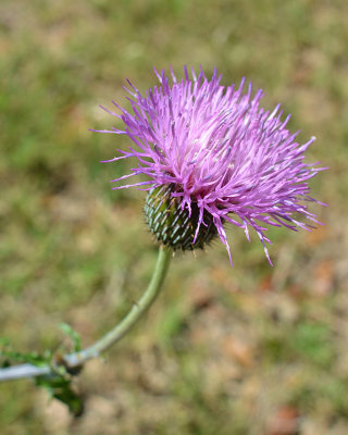 Thistle-0201-mod-web.jpg