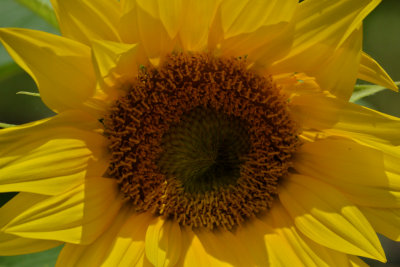 SunFlwr90-0277-web.jpg