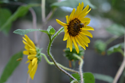SunflwrBee32-0366-web.jpg