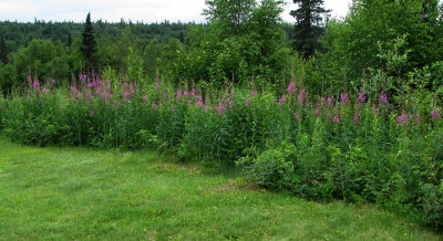 Fireweed.jpg