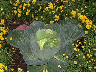Cabbage.jpg