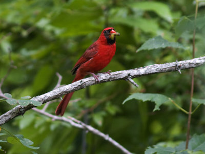 Cardinal in Tree.jpg