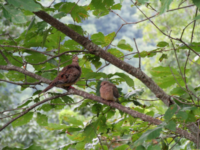 Doves in Tree.jpg