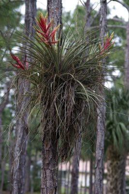 AirPlant_2.jpg