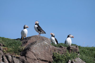 Puffins
