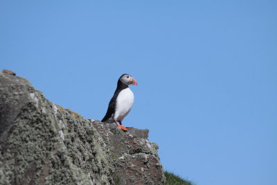 Puffin