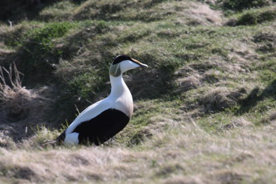 Male eider