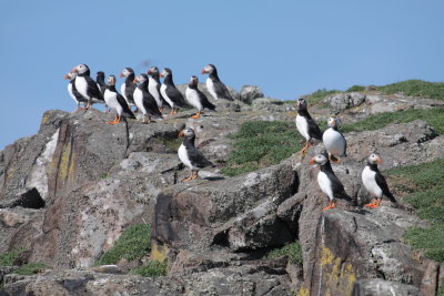 Puffins