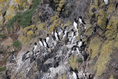 Guillemots and a few razorbills