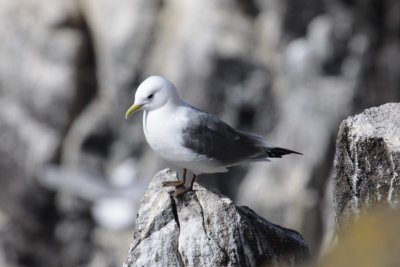 Kittiwake