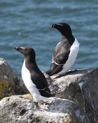 Razorbills