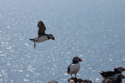 Puffin flying