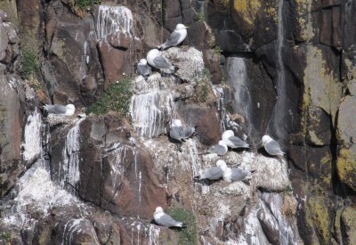Fulmar cliffside nests