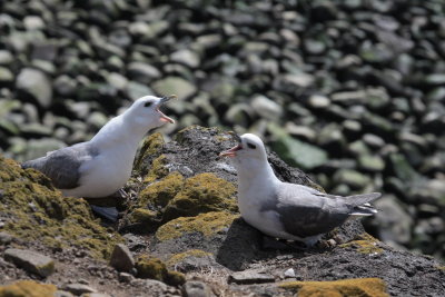 Fulmars ?courting