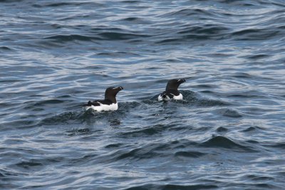 Razorbills swimming