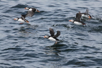 Puffins flying from water