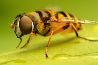   Hover Fly 