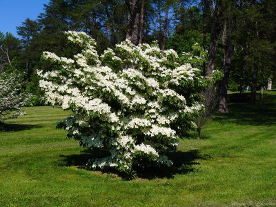 Bernhiem Forest May 2013 04.jpg