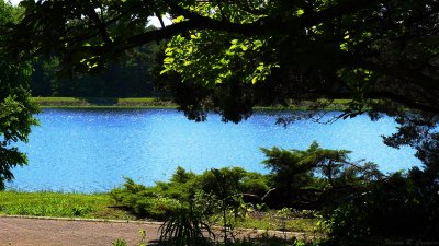 Bernhiem Forest May 2013 06.jpg