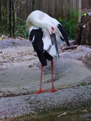 Louisville Zoo May 2013 01.jpg