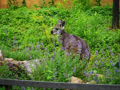 Louisville Zoo May 2013 20.jpg