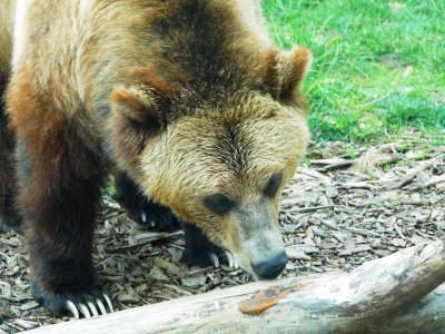 Louisville Zoo May 2013 24.jpg