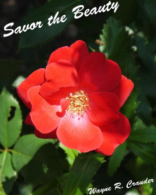Savor the Beauty 6-13 07.jpg