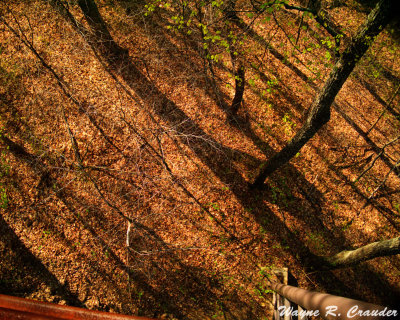 Bernheim Forest 4-2014 003.jpg