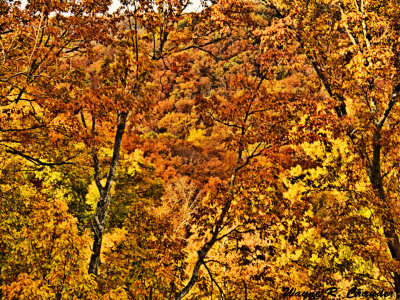 Bernheim Forest 11-2013 006.jpg