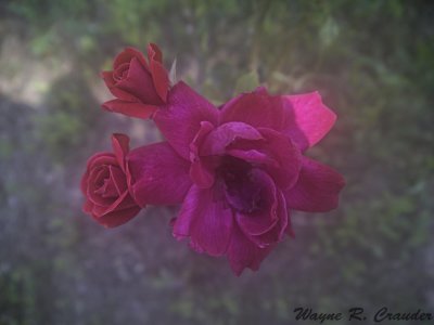 Rose 6-16.jpg