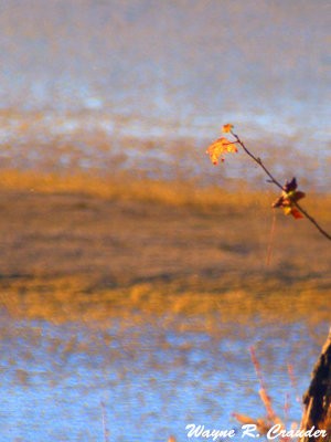 Fall leaf 10-2015 001.jpg