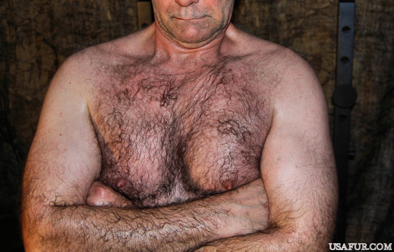 mans sweaty big hairy chest.jpg