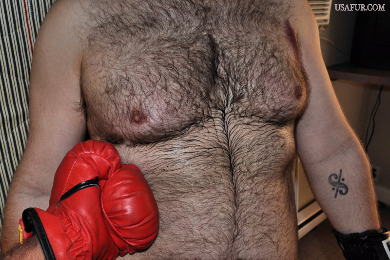 boxer very hairy pecs.jpg