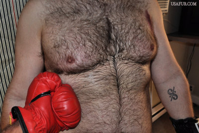 boxer very hairy pecs.jpg