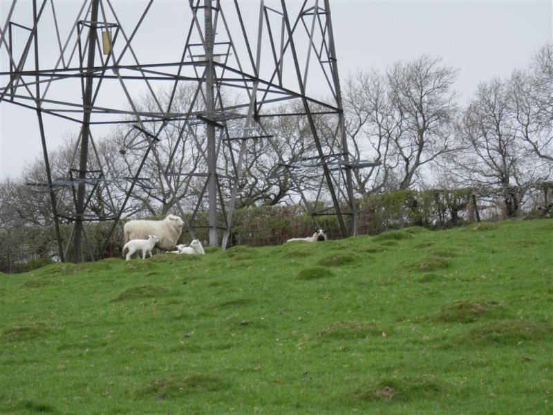 Not much shelter from a pylon!