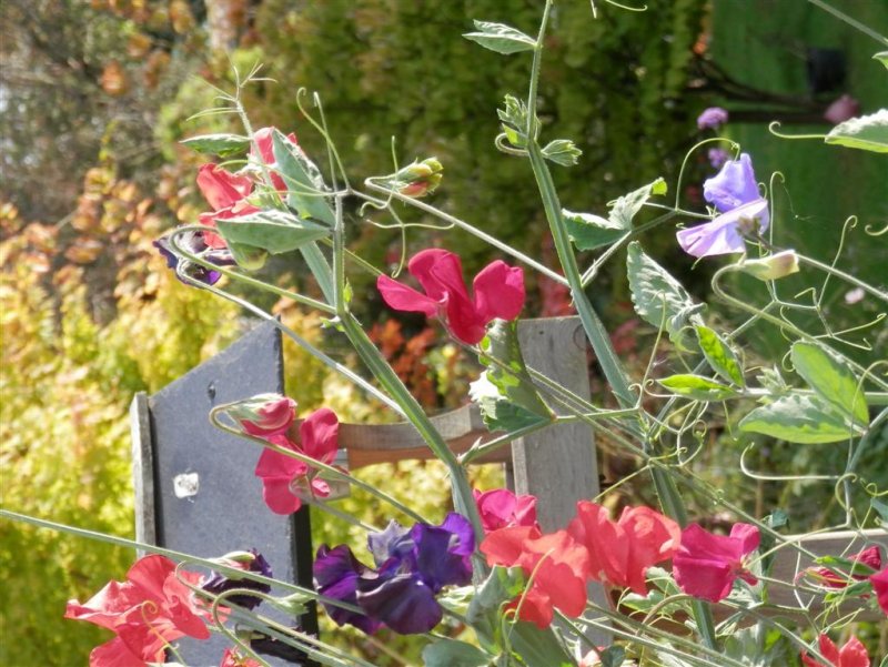 Sweet peas