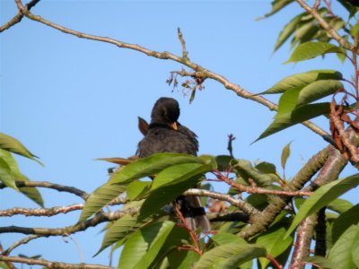 Testing the zoom on preening blackbird