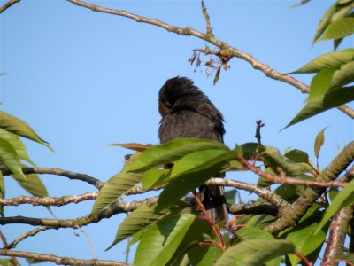 Preening blackbird