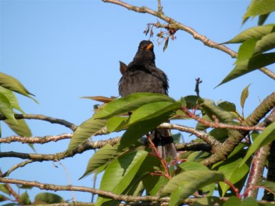 Preening blackbird