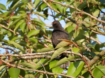 Preened blackbird