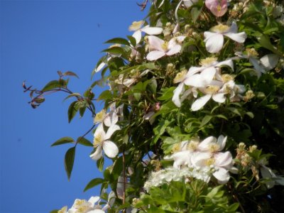 Clematis atop the hawthorn tree