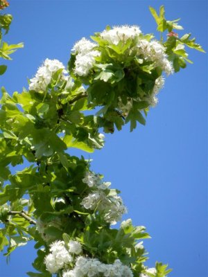 Zoom on top right of hawthorn