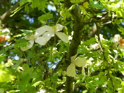 Clematis in hawthorn
