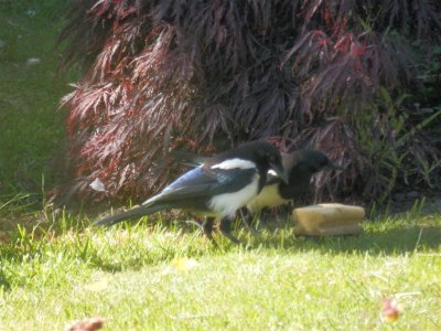 Inquisitive young magpies