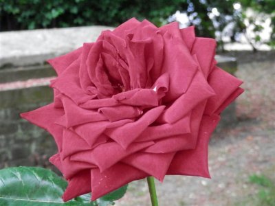 Rose at St Alfege Church