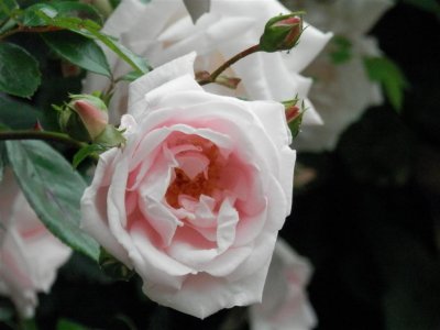 Cafe garden rose
