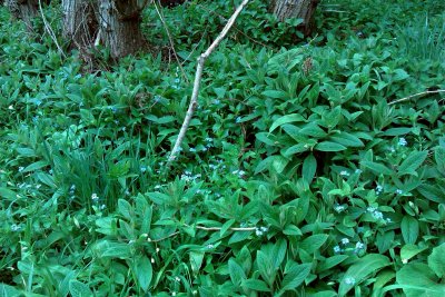Remember the scent of these ramsons?