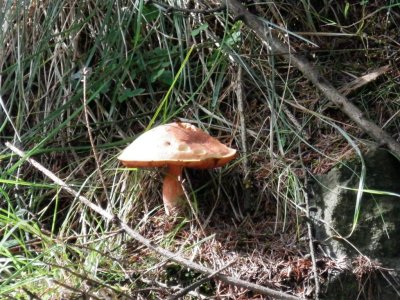 Pause to photograph a nibbled toadstool