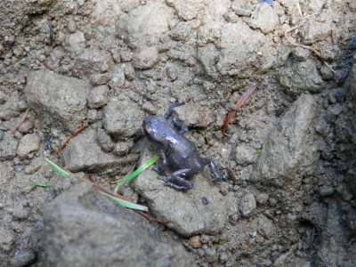 Climbing froglet